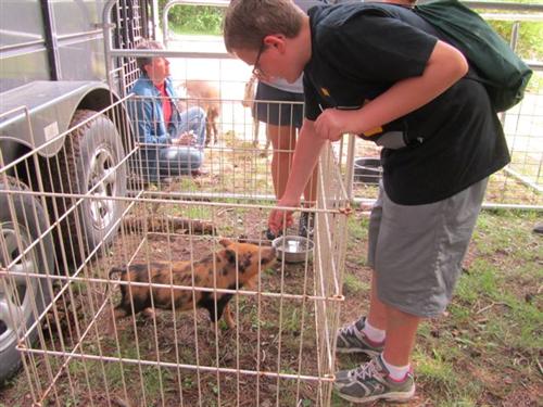 Pigs 3 